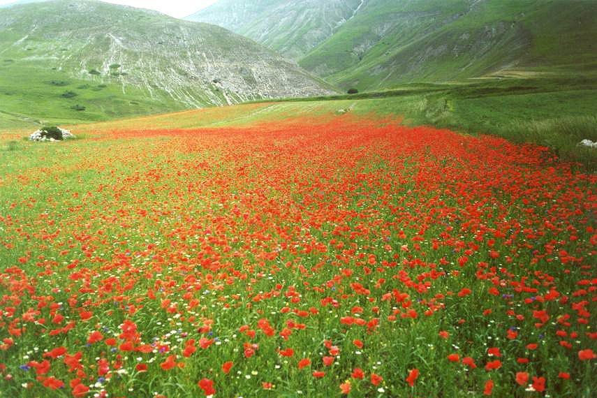 I fiori dei campi di Castelluccio di Norcia